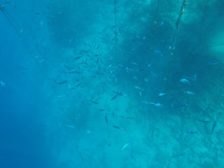Undersea world. A large number of fish on the bottom of the Red Sea in Egypt