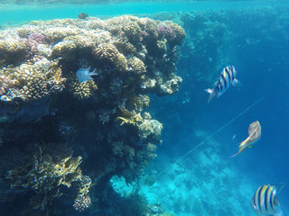 Undersea world. Corals of the Red Sea. Egypt