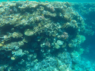 Obraz premium Undersea world. Corals of the Red Sea. Egypt