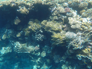 Fototapeta na wymiar Undersea world. Corals of the Red Sea. Egypt