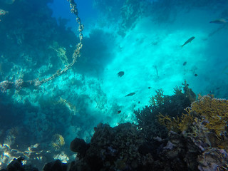 Undersea world. Corals of the Red Sea. Egypt