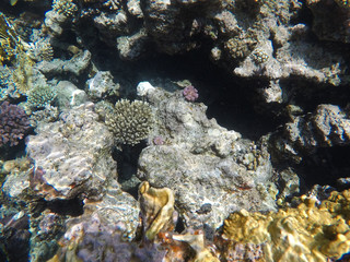 Undersea world. Corals of the Red Sea. Egypt