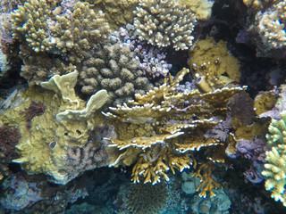 Undersea world. Corals of the Red Sea. Egypt