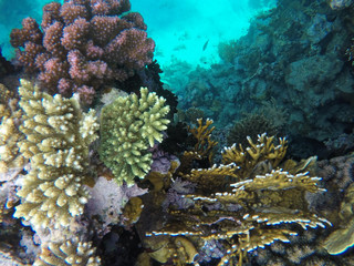 Undersea world. Corals of the Red Sea. Egypt