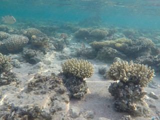 Naklejka na ściany i meble Undersea world. Corals of the Red Sea. Egypt