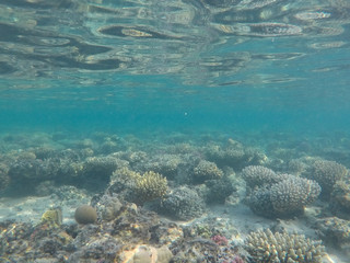 Undersea world. Corals of the Red Sea. Egypt