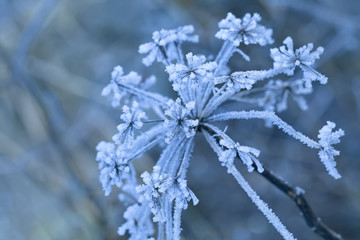 Frozen flower