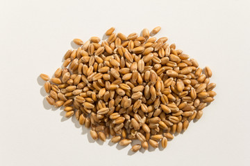 Wheat cereal grain. Pile of grains. Top view.