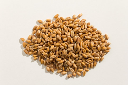 Wheat cereal grain. Pile of grains. Top view.