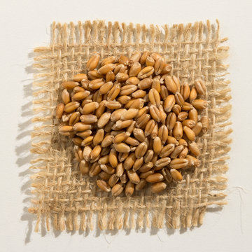 Wheat cereal grain. Close up of grains over burlap.