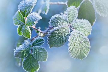 Frozen leaves with frost