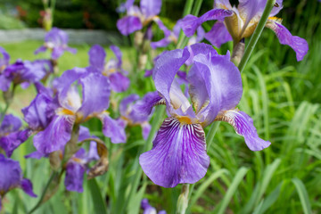 Fioletowe kwiaty w gąszczu traw