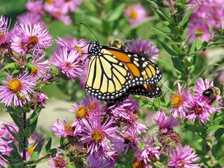 Toronto High Park Monarch and bee on the wild aster 2017