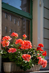 Fototapeta na wymiar Blumenfenster Geranien