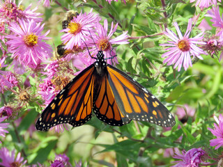 Toronto High Park Monarch and bees on a wild aster 2017