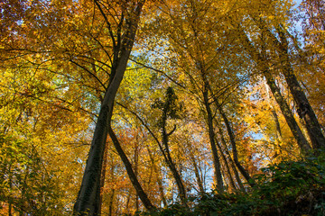 Bottom up landscape view of a mountain slopes with trees with golden yellow and orange treetops against blue sky, picturesque scene from Medvednica mountain near Zagreb, Croatia