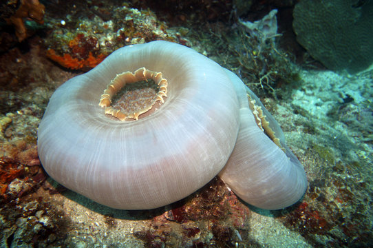 Scheibenanemone (Amplexidiscus fenestrafer)