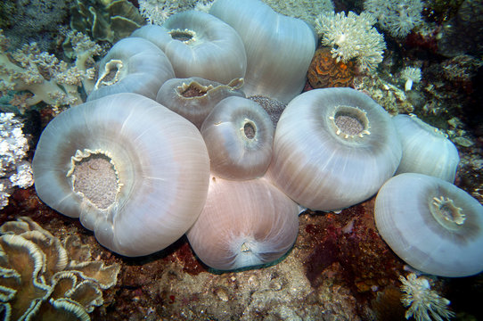 Scheibenanemone (Amplexidiscus fenestrafer)