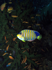 Pfauen-Kaiserfisch (Pygoplites diacanthus)