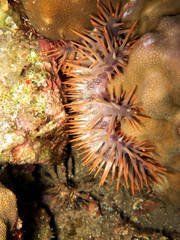 Dornenkrone (Acanthaster planci)