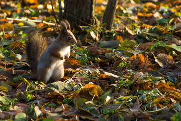 Cute squirrel in the autumn park