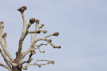 Isolated tree, Minimal photo, Autumn season (Fano, Italy)