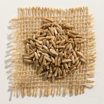 Rye cereal grain. Close up of grains over burlap.