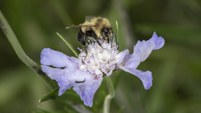 Macro image of a bee collecting pollen on blue and white flower on a green background