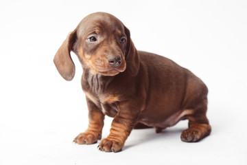 Dachshund on white background 