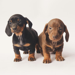 Obraz premium Two Dachshund puppies on white background