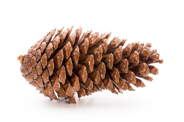 Christmas pine cone on white background.