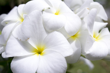Fototapeta na wymiar White yellow flower for background purpose nature