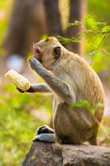 monkey eats corn sitting on stone