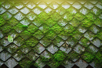 Fern and moss tree on Wooden roof