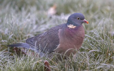 Wood pigeon foraging in frosty grass