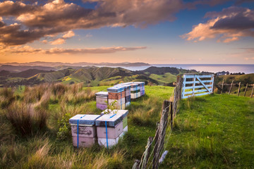 Vintage colored Bee Hives on Top of a Hill in Bay of Islands New Zealand