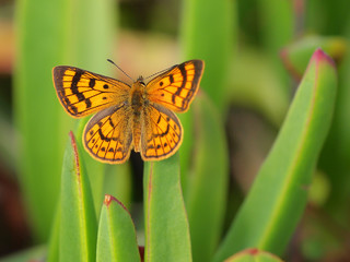 Naklejka premium New Zealand Rauparahas Copper butterfly