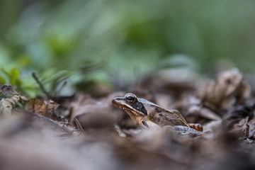 Rana dalmatina