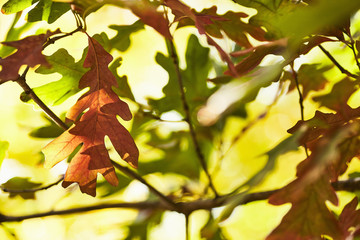 Naklejka na ściany i meble Oak tree in early fall