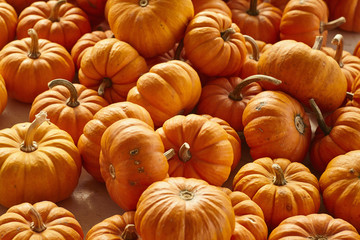 Mini pumpkins at a farm stand in Amish Country, Lancaster County, Pennsylvania, USA