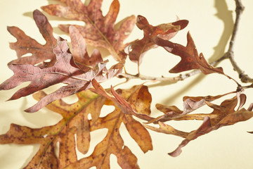 Oak Leaves in fall color