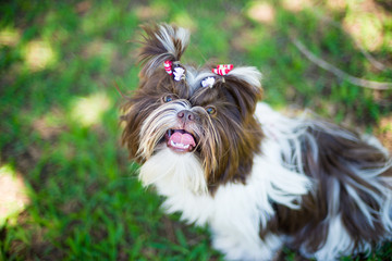 Shih Tzu Chocolate