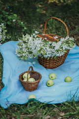 Fototapeta na wymiar Green fresh, juicy apples lie on a blue blanket next to the basket