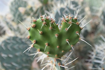 Prickly heart shaped cactus © Anthony