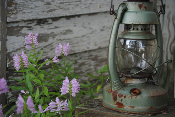 Plant and Lantern