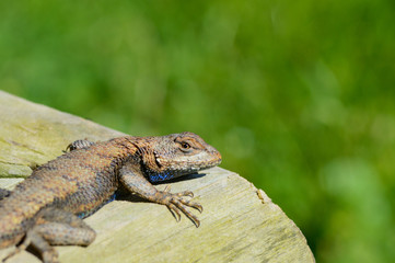 A curious lizard sits with a green background.