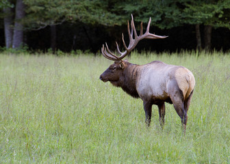 Naklejka na ściany i meble A large Bull Elk stands in green grass in the Smokies.
