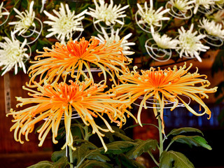 Obraz premium オレンジ色の菊の花