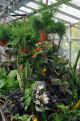 Green House Plants