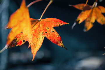 Close focus on dying orange maple leaf with dark space. Changing leaf form due to changing of climate and weather from spring to fall.